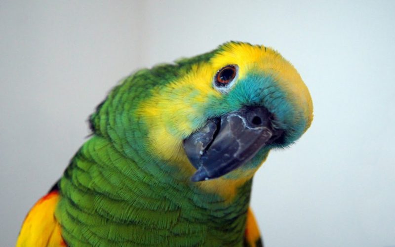 3 Games to play with your parrot... 1 Parrot games