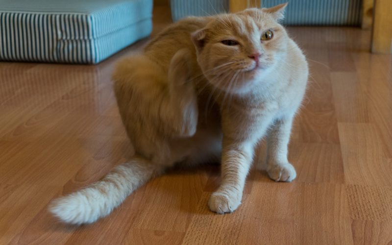 All you need to know about fleas 1 about fleas