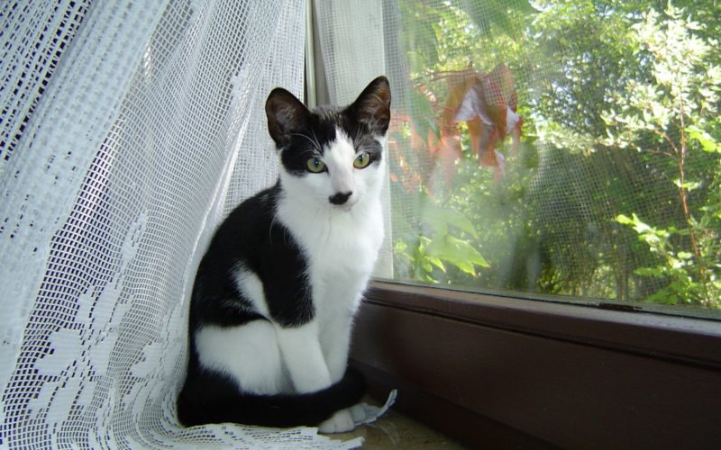 10 Tips for Content Cats 1 Tips for Content Cats