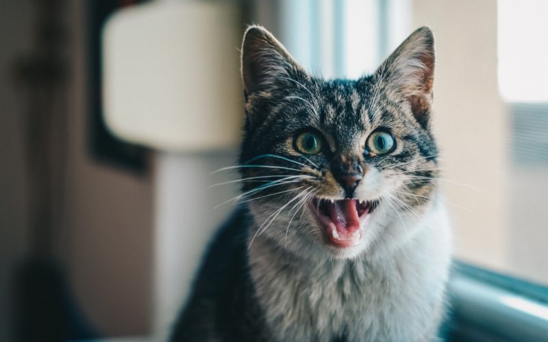 Do you talk to your pet? You are not Mad and You're Not alone... 1 Signs that your cat is a flirt?