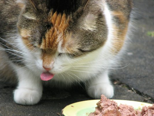 Cat Eating Habits: 10 Things your Feline Friend wants you to know 2 Cat eating habits