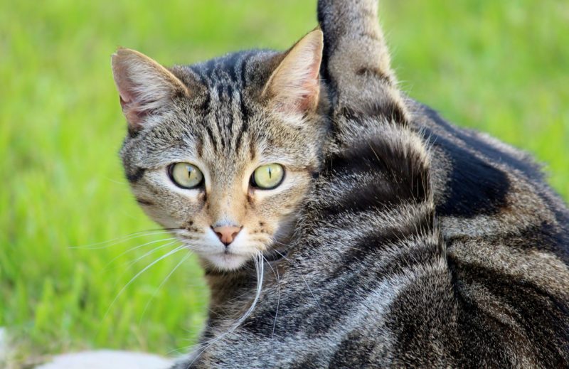 Why pets groom