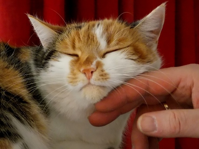 4 Signs that your cat is a flirt? 1 your cat is a flirt?