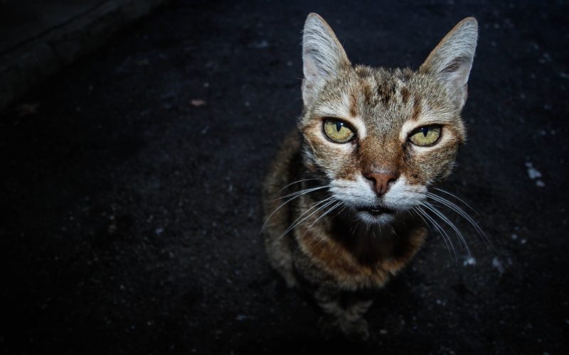 Cat Waking Up? Feline Nocturnal Activity Problems 1 cat waking