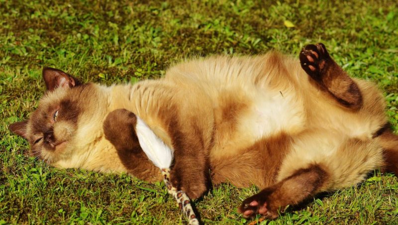 The Catnip Attraction: Just what is catnip attraction and why do some cats ignore Catnip? 3 Cats and catnip: Just what is the catnip attraction and why do some cats ignore it?