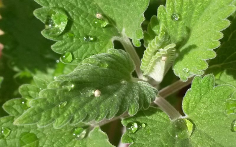 The Catnip Attraction: Just what is catnip attraction and why do some cats ignore Catnip? 1 Just what is the catnip attraction and why do some cats ignore it?