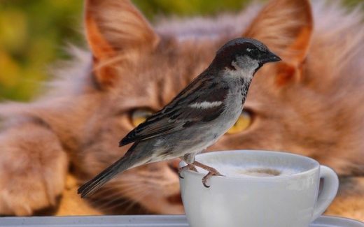 Cats and birds can get along (and even become a charming inter-species relationship!) 1 Cats and birds