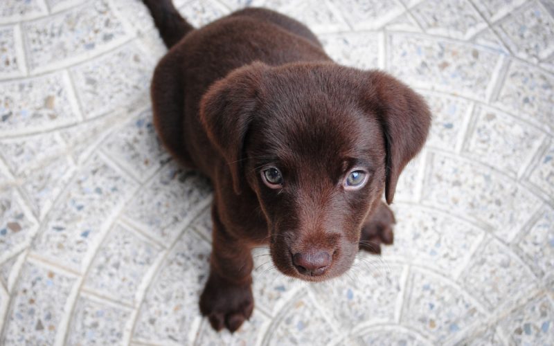 Puppy Training: How to start teaching your new dog 1 Puppy Learning: A guide to canine learning and training your new pup