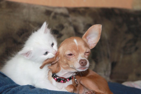 Top 10 Problem Pets - and Problem Pet Behaviour 1 top 10 problem pets