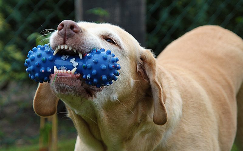 The importance of pet play: Why our cats and dogs need playtime 1 The importance of pet play: Why our cats and dogs need playtime