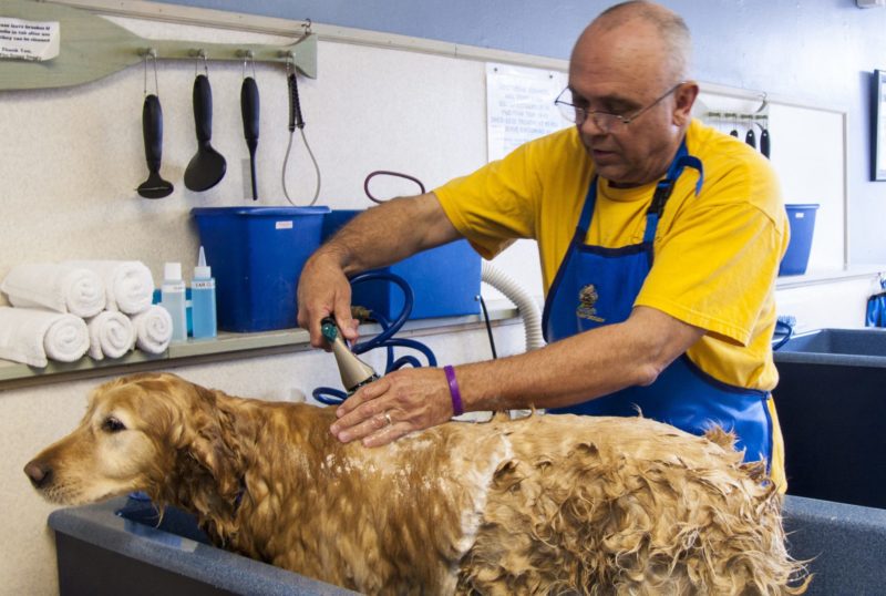 It's all in the grooming: Why pets groom themselves And TIps for Pets That Hate Being Groomed 3 why pets groom