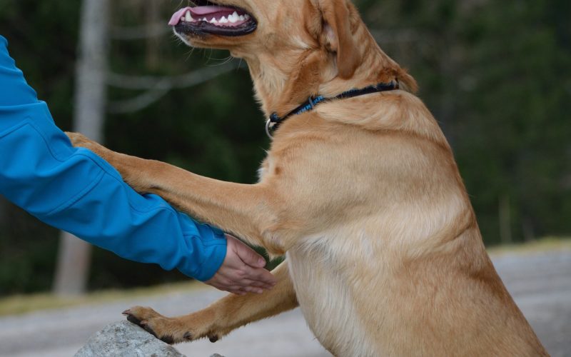 Why dogs are so friendly to humans 4 Why dogs are so friendly to humans