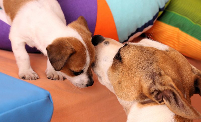 How to Introduce Dogs and Puppies to other Animals 11 How to introduce dogs and puppies to other animals