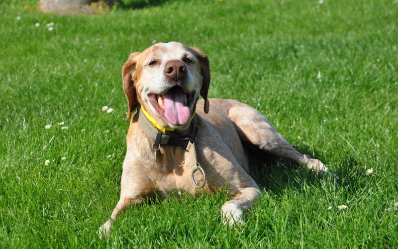 Making dogs happy 2 Why dogs are so friendly to humans