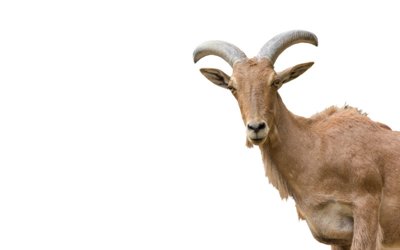 Farm animal behaviour 1 Farm animal behaviour