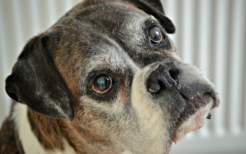 Dementia in pets: What are the symptoms? 1 Dementia in pets