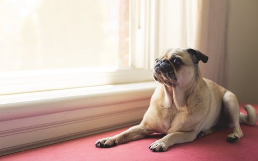 How to write a pet resume (for renting or living in apartments with pets) 1 how to write a pet resume