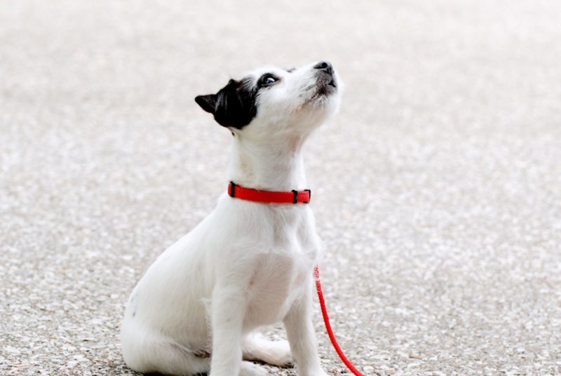 Puppy Training: How to start teaching your new dog 1 Puppy Training: How to Start Teaching Your New Dog