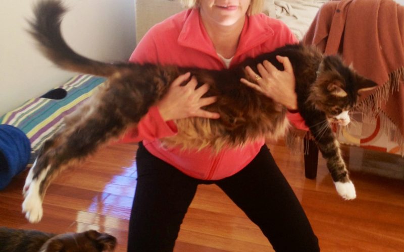 Exercise with your pet: How to keep fit with your pets 1 Exercise with pets