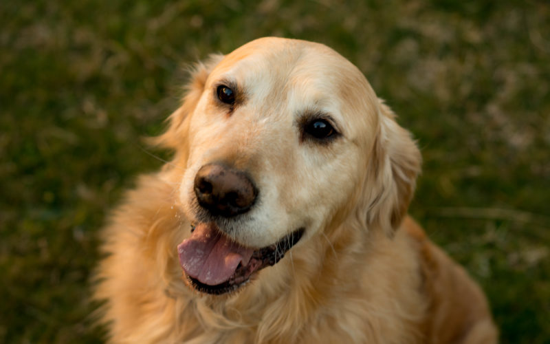 Australian Dog of the Year 2017: Best Dogs Down Under 1 Australian Dog of the Year 2017