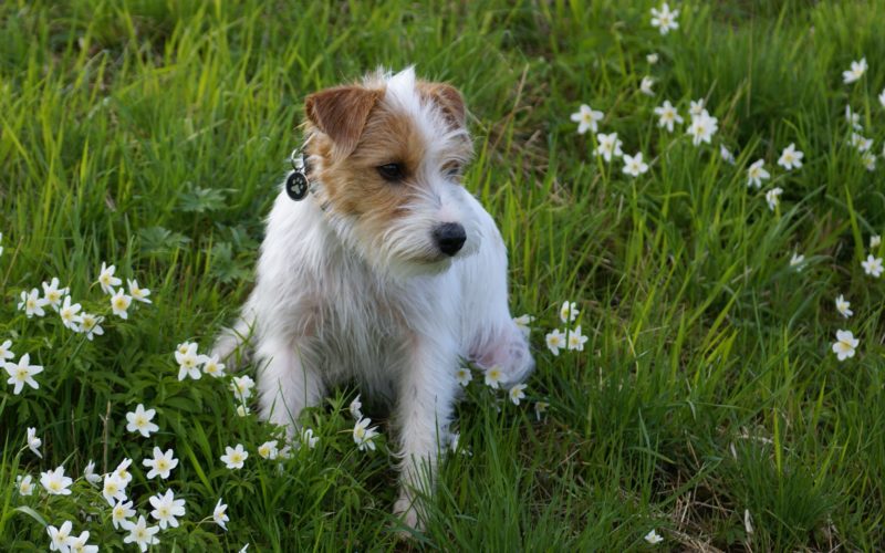 Flower Essences for Pets: All Natural Care for pets 1 Poisonous Plants for Dogs and Cats to Avoid