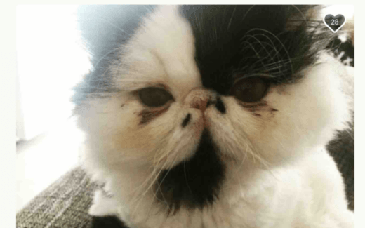 Cats and a lamb need your help 1 Cats and a lamb need your help