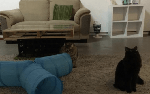 My visit to The Melbourne Cat Cafe - Purrfect! 1 Melbourne cat cafe