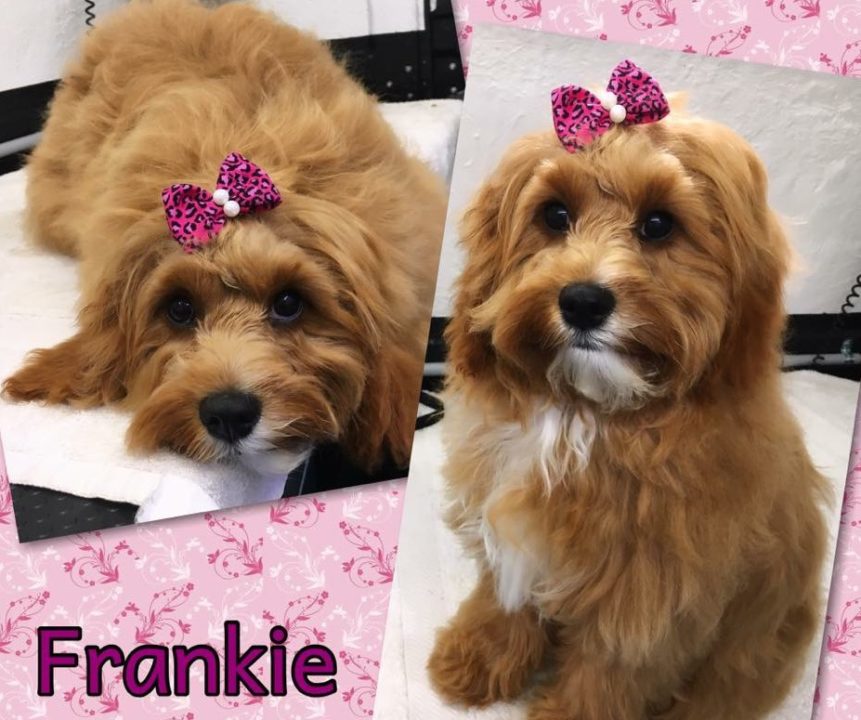 Pet business: Mobile Pet grooming is Booming! 5 Pet business: Mobile pet grooming