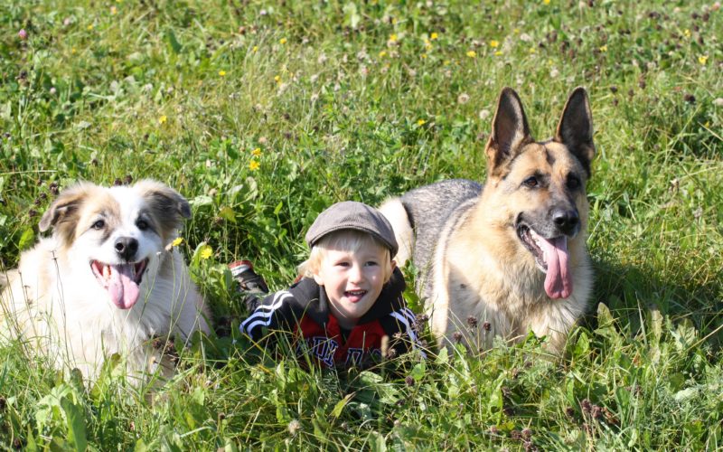 Psychiatric disorders and pets: Can Exposure to pets when young influence schizophrenia and bipolar diagnosis? 1 5 Favourite Companion Animal Psychology articles