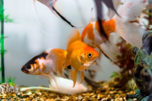 Top 10 Pets for kids: And the Benefits of Children Having Pets 3 Do fish have feelings? Animal sentience explained