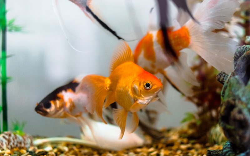 Do fish have feelings? Animal sentience explained 1 Do fish have feelings? Animal sentience explained
