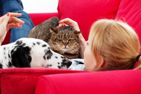 Cats vs Dogs and Cat vs Dog People: Perceptions and Personality Differences 1 Pets & people at Pet Problems Solved
