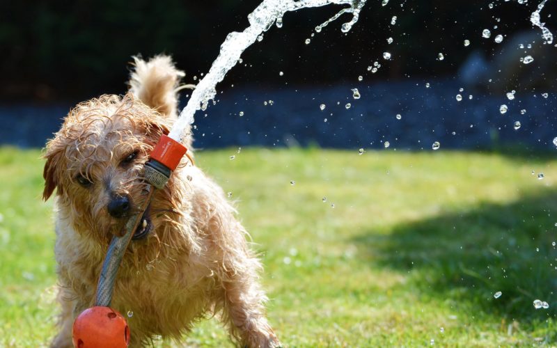 Pets and water sprays: No way! 1 Could your pet be dehydrated? 7 simple steps on how to keep your pet cool and hydrated this summer