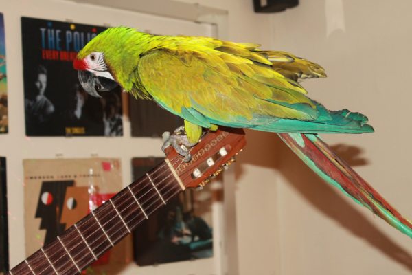 3 Games to play with your parrot... 21 Games to play with your parrot