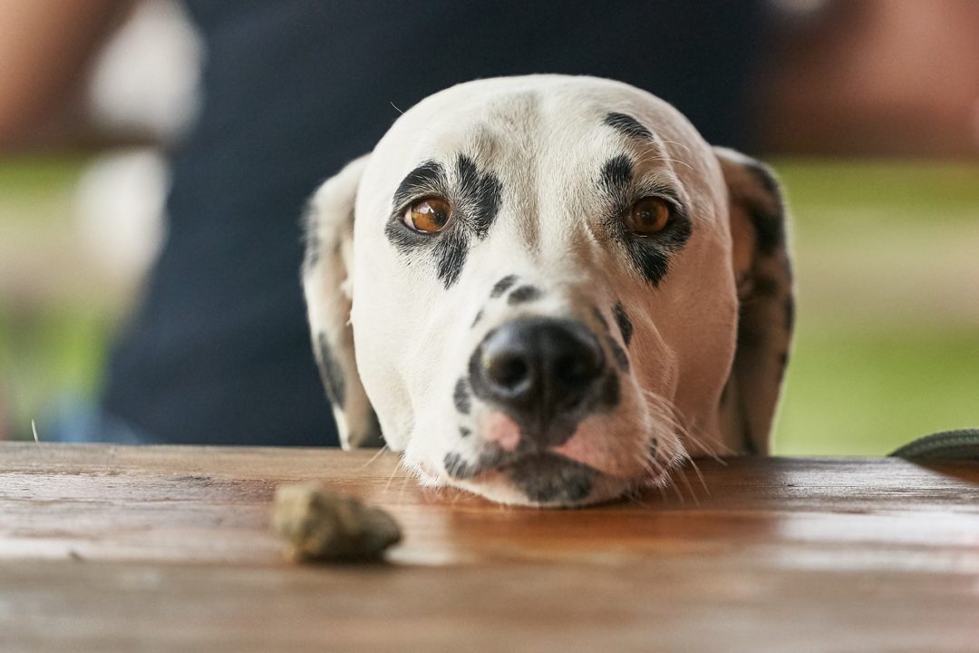 5 Reasons why pets follow you around 1 pets follow us around