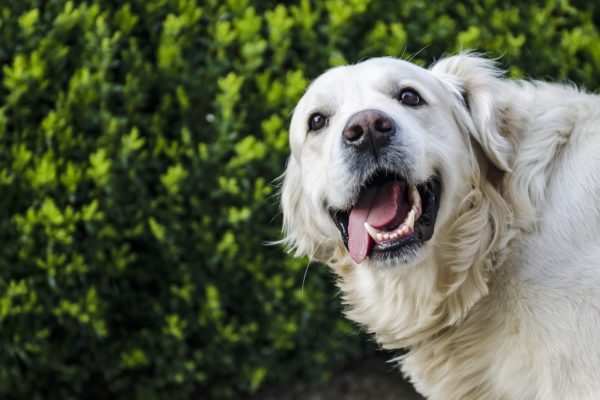 What Pets Can Teach Us About Happiness 1 5 Ways to Make Your Dog Smell Better