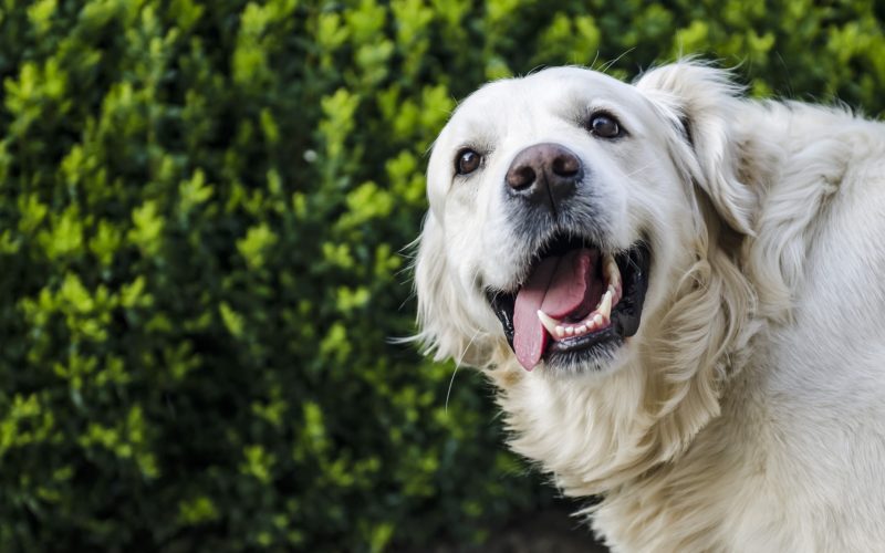 Dog Body Language: A simple guide to happy, fearful and angry Canine Body Language 1 5 Ways to Make Your Dog Smell Better