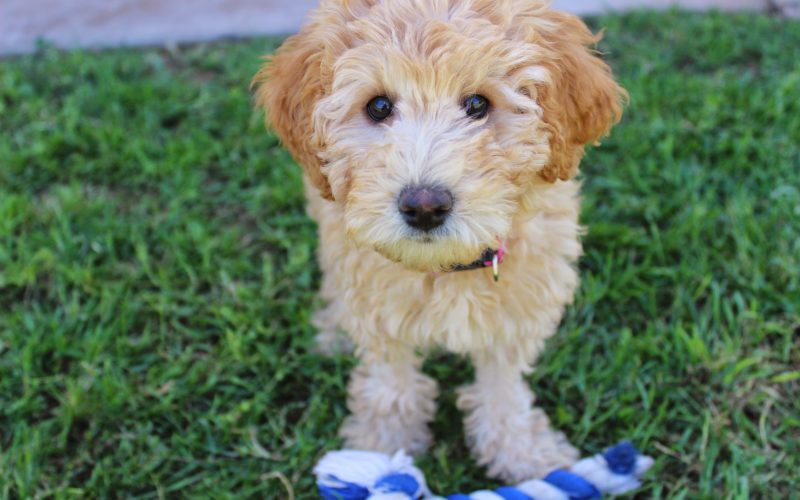 Where do puppies come from? Breeders, Shelters or Puppy Farms? 1 Where puppies come from