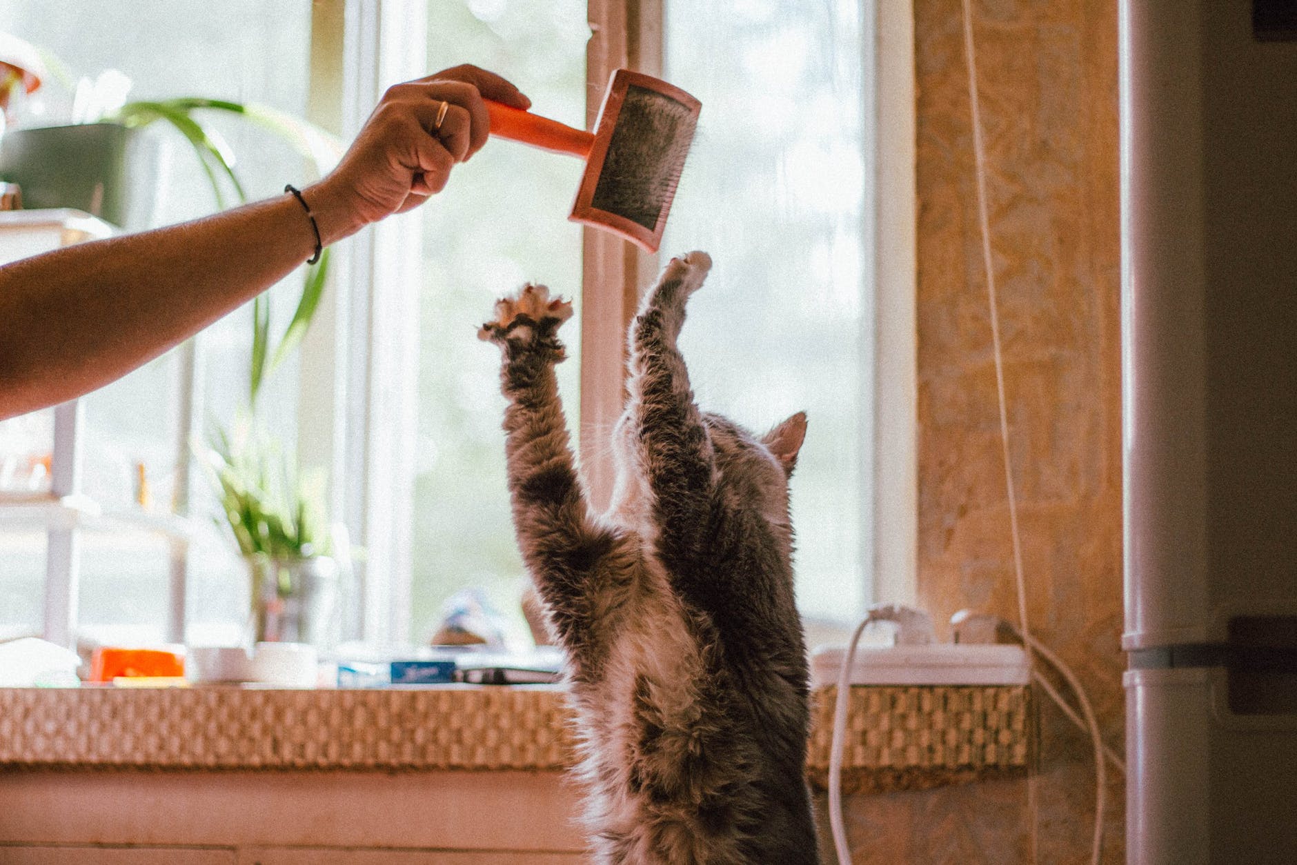 The importance of pet play: Why our cats and dogs need playtime 10 THE IMPORTANCE OF PET PLAY: WHY OUR CATS AND DOGS NEED PLAYTIME