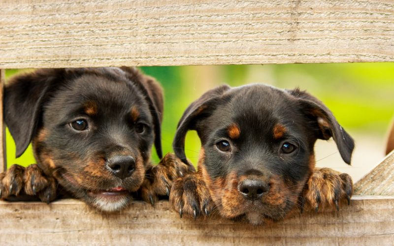 Where do puppies come from?