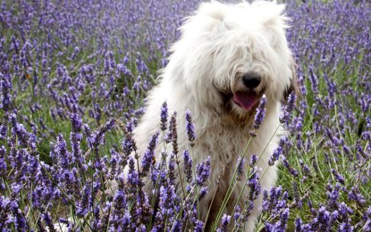 Scent enrichment may improve animal behaviour and welfare 1 Scents may improve animal behaviour and welfare, latest research shows.
