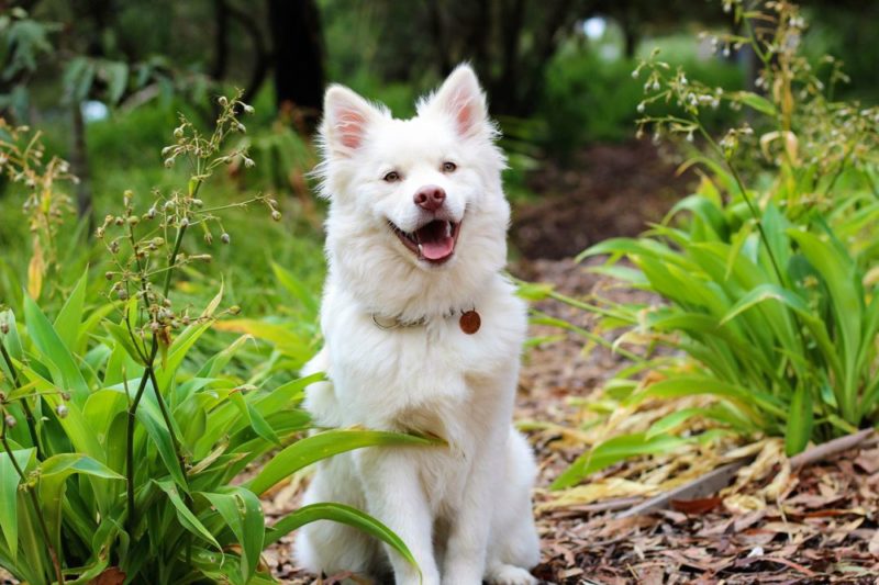 Keeping dog care simple – in 7 steps 1 Keeping Dog Care Simple – 7 steps to a healthy, happy dog