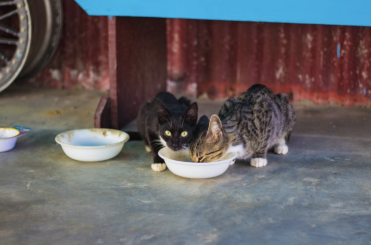 Cat Trap-Neuter-Return: Australia, is it time? 11 Cat Trap-Neuter Return: Australia, is it time?