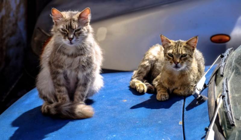 Cat Trap-Neuter-Return: Australia, is it time? 12 Cat Trap-Neuter Return: Australia, is it time?
