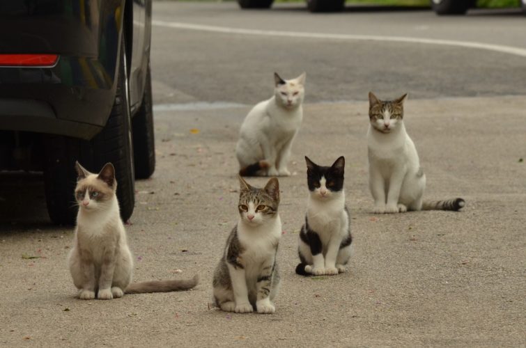 Cat Trap-Neuter-Return: Australia, is it time? 10 Cat Trap-Neuter-Return: Australia, is it time?