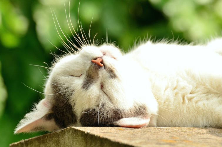How and Why Your Cat Purrs and Meows 3 How and why cats purr and cats meow
