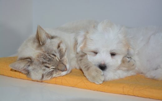 10 Things to consider before you choose a pet 1 How to Keep Pets Calm in Stressful Situations