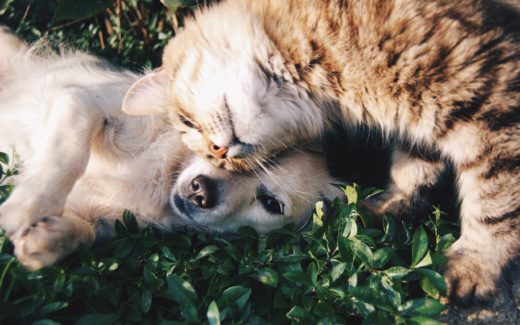 Cats vs Dogs and Cat vs Dog People: Perceptions and Personality Differences 1 How to Turn Your Backyard Into a Pet Paradise