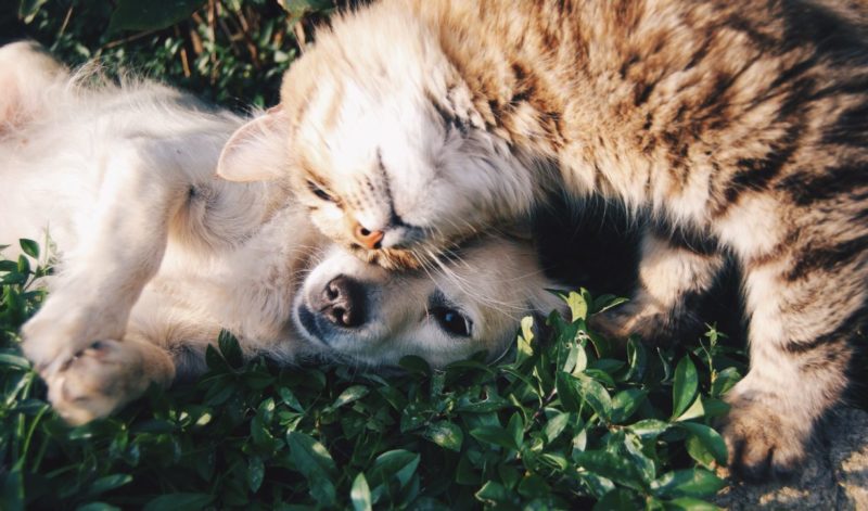 What Pets Can Teach Us About Happiness 3 cat dog cuddle e1520466796767