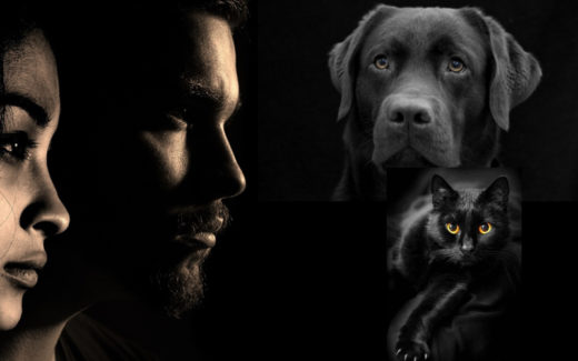 Divorce What happens to pets after human separation? Who gets the dog or cat? 1 Divorce! What happens to petsĀ